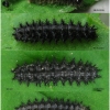 bol euphrosyne larva3 volg